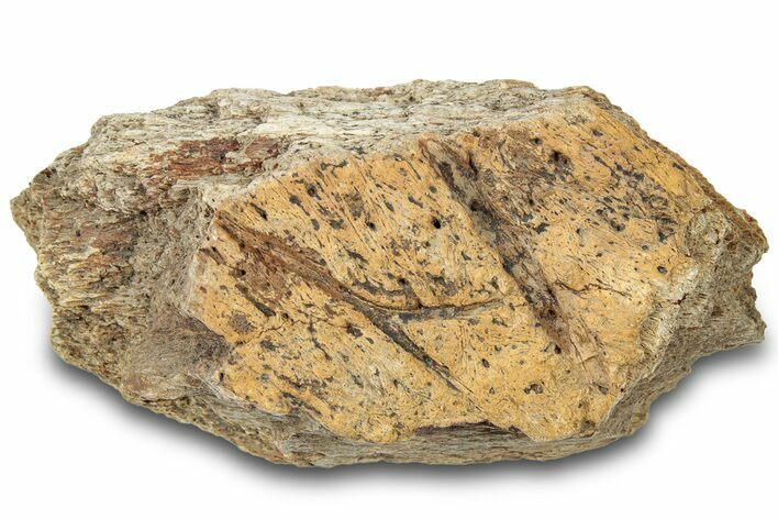 Dinosaur (Triceratops) Frill Shield Section - Montana #310544